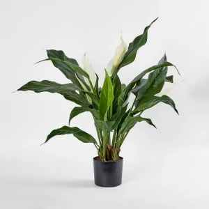 Spathiphyllum Lily White 63cm by Florabelle Living, a Plants for sale on Style Sourcebook