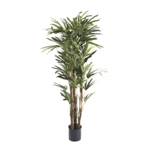 Raphis Palm 1.5m by Florabelle Living, a Plants for sale on Style Sourcebook