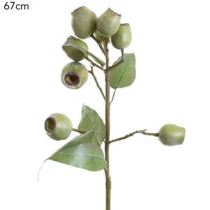 Eucalyptus Gumnut Spray 67cm Green by Florabelle Living, a Plants for sale on Style Sourcebook