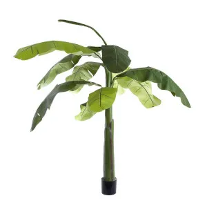 Banana Tree 2.4m by Florabelle Living, a Plants for sale on Style Sourcebook