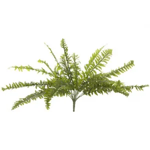 Boston Fern Bush 48cm by Florabelle Living, a Plants for sale on Style Sourcebook