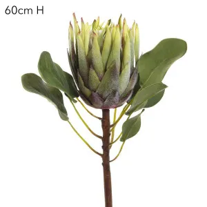 King Protea 60cm Green by Florabelle Living, a Plants for sale on Style Sourcebook