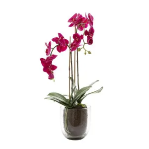 Orchid in Glass Vase 80cm Fuchsia by Florabelle Living, a Plants for sale on Style Sourcebook