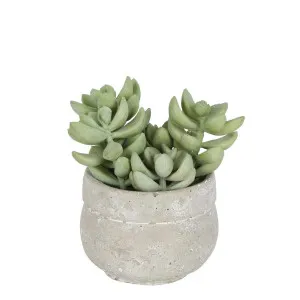 Succulent in Ceramic Grey Pot Green 12cm by Florabelle Living, a Plants for sale on Style Sourcebook
