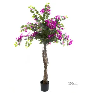 Bougainvillea Tree 1.6m by Florabelle Living, a Plants for sale on Style Sourcebook