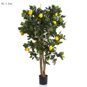 Lemon Tree 1.15m by Florabelle Living, a Plants for sale on Style Sourcebook