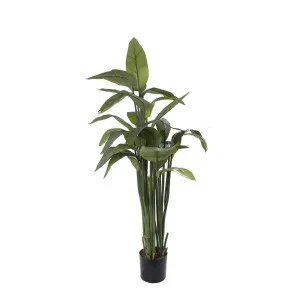 Strelitzia in Pot 1.35m by Florabelle Living, a Plants for sale on Style Sourcebook
