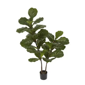 Fiddle Leaf Tree 1.13m by Florabelle Living, a Plants for sale on Style Sourcebook