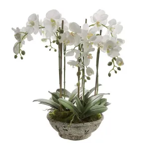 Orchid in Pot 65cm White by Florabelle Living, a Plants for sale on Style Sourcebook
