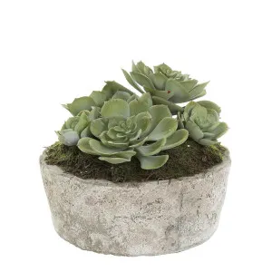 Succulent in Ceramic Pot 16cm Green by Florabelle Living, a Plants for sale on Style Sourcebook