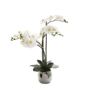 Phalaenopsis Real Touch in Silver Pot 67cm White by Florabelle Living, a Plants for sale on Style Sourcebook