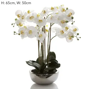 Phalaenopsis Real Touch in Silver Pot 50cm White by Florabelle Living, a Plants for sale on Style Sourcebook