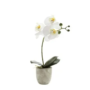 Phalaenopsis Real Touch in Clay Ivory Pot 35cm White by Florabelle Living, a Plants for sale on Style Sourcebook