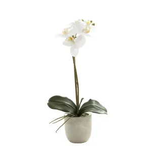 Phalaenopsis Real Touch in Clay Ivory Pot 50cm White by Florabelle Living, a Plants for sale on Style Sourcebook