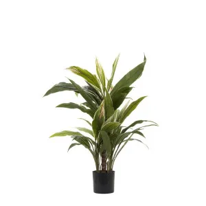 Cordyline Tree 80cm by Florabelle Living, a Plants for sale on Style Sourcebook