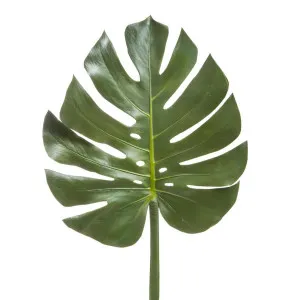 Split-Leaf Philodendron Monstera 94cm by Florabelle Living, a Plants for sale on Style Sourcebook