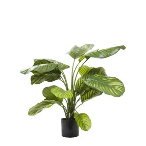 Calathea Fasciata Green 65cm by Florabelle Living, a Plants for sale on Style Sourcebook