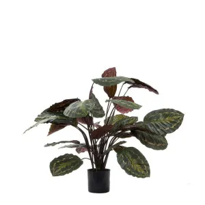 Calathea Fasciata Green and Red 65cm by Florabelle Living, a Plants for sale on Style Sourcebook