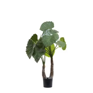 Alocasia Calidora 1m by Florabelle Living, a Plants for sale on Style Sourcebook