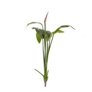 Bird of Paradise Bud 1.37m by Florabelle Living, a Plants for sale on Style Sourcebook