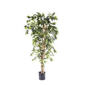 Ficus Tree 1.7m by Florabelle Living, a Plants for sale on Style Sourcebook