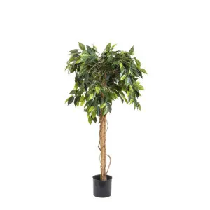 Ficus Ball Tree 1.2m by Florabelle Living, a Plants for sale on Style Sourcebook
