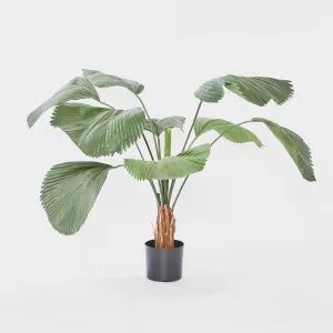 Fan Palm 1.22m by Florabelle Living, a Plants for sale on Style Sourcebook