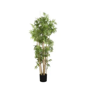 Japanese Bamboo Tree 1.6m by Florabelle Living, a Plants for sale on Style Sourcebook