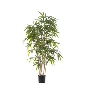 New Bamboo Tree Budget 1.6m by Florabelle Living, a Plants for sale on Style Sourcebook
