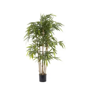 New Bamboo Tree 1.5m by Florabelle Living, a Plants for sale on Style Sourcebook
