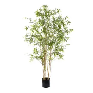 Oriental Bamboo Tree 1.9m by Florabelle Living, a Plants for sale on Style Sourcebook