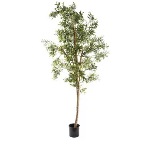 Olive Tree 2.4m by Florabelle Living, a Plants for sale on Style Sourcebook