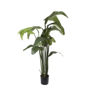 Travellers Palm 1.8m by Florabelle Living, a Plants for sale on Style Sourcebook