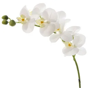 Orchid Phalaenopsis Real Touch 75cm White by Florabelle Living, a Plants for sale on Style Sourcebook