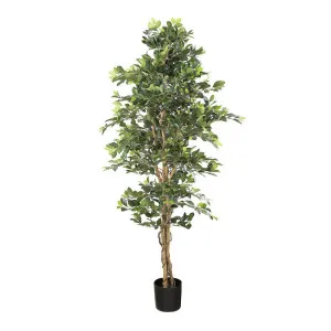 Ficus Retusa Bush Tree 1.8m by Florabelle Living, a Plants for sale on Style Sourcebook