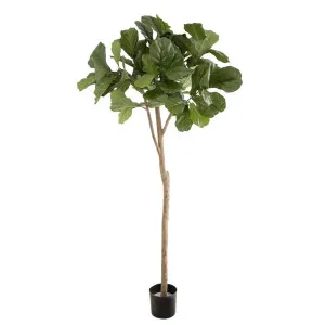 Fiddle Leaf Fig Tree 2m by Florabelle Living, a Plants for sale on Style Sourcebook