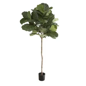 Fiddle Leaf Tree 215cm by Florabelle Living, a Plants for sale on Style Sourcebook