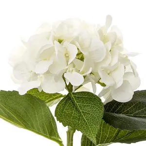 Hydrangea Water 49cm White by Florabelle Living, a Plants for sale on Style Sourcebook