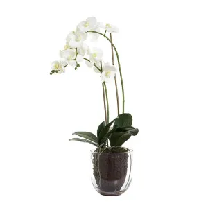 Orchid in Glass Vase 85cm White by Florabelle Living, a Plants for sale on Style Sourcebook