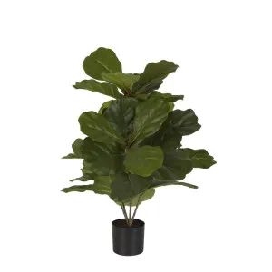 Fiddle Leaf Fig Potted Plant 65cm by Florabelle Living, a Plants for sale on Style Sourcebook