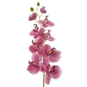 Orchid Phalaenopsis Spray 74cm Pink by Florabelle Living, a Plants for sale on Style Sourcebook