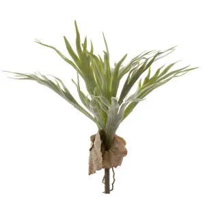 Staghorn leaf spray 40cm by Florabelle Living, a Plants for sale on Style Sourcebook