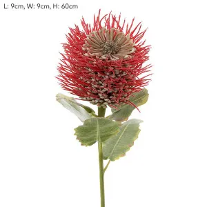 Pincushion Native Flower 60cm Red by Florabelle Living, a Plants for sale on Style Sourcebook