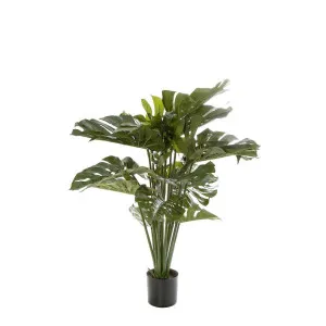 Monstera Split Philo 98cm by Florabelle Living, a Plants for sale on Style Sourcebook