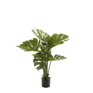Monstera Split Philo Potted 63cm by Florabelle Living, a Plants for sale on Style Sourcebook