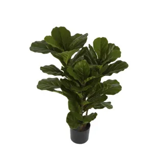 Fiddle Leaf Tree 93cm by Florabelle Living, a Plants for sale on Style Sourcebook