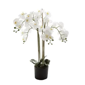 Orchid in Paper Pot Medium 90cm White by Florabelle Living, a Plants for sale on Style Sourcebook