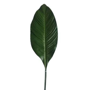 Leaf Spathiphylium 1m by Florabelle Living, a Plants for sale on Style Sourcebook