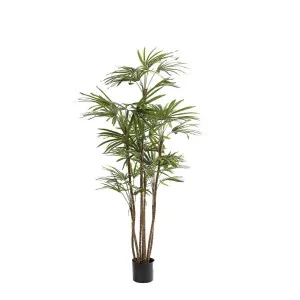 Honey Lady Palm 1.4m by Florabelle Living, a Plants for sale on Style Sourcebook