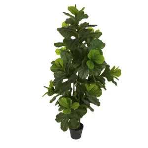 Fiddle Leaf Tree 175cm by Florabelle Living, a Plants for sale on Style Sourcebook